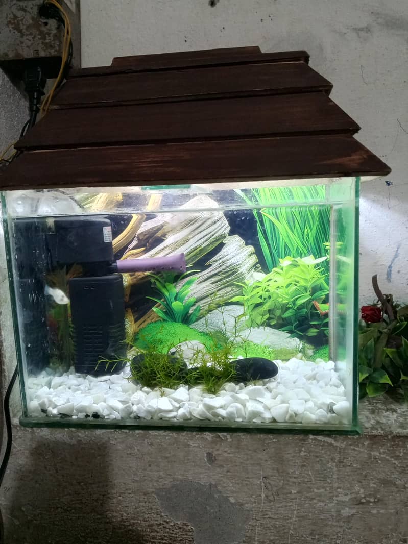 fish aquarium 1