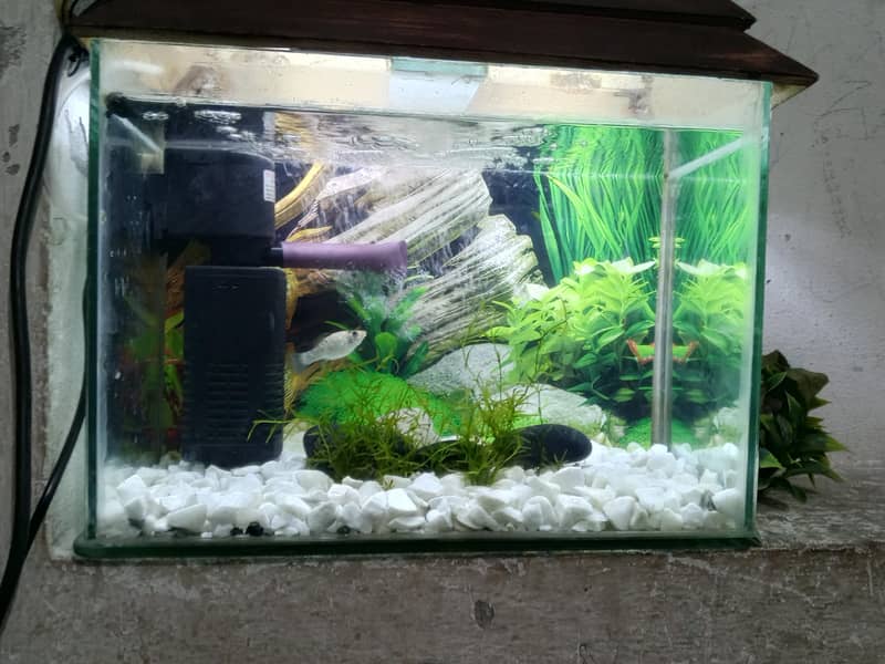 fish aquarium 2