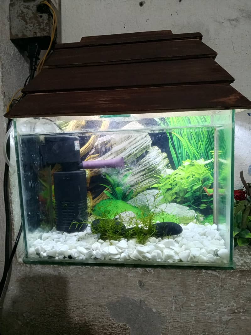fish aquarium 3