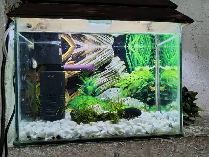 fish aquarium 4