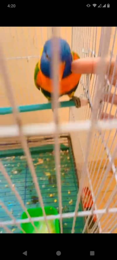 Ringneck or Lori Bird