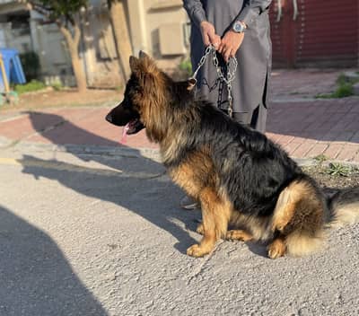 Long coat German shepherd