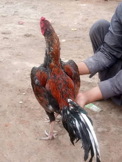 Aseel amroha cross hens