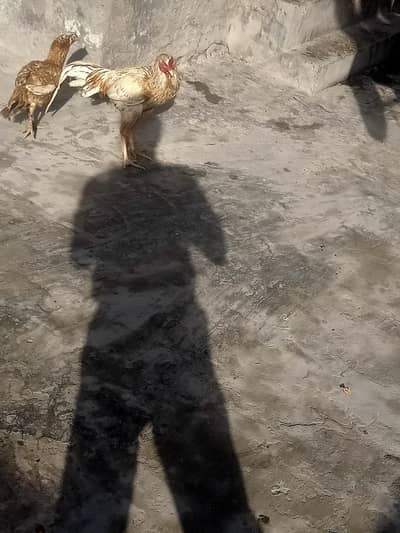 sindi and mianeali cross aseel for sale