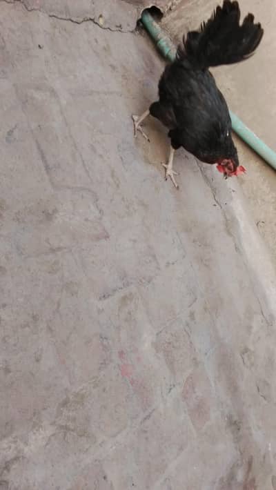 black pure desi hen for sale egg lying contact 03224492298