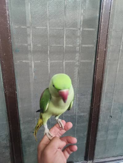 Parrot Raw Kashmiri for sale