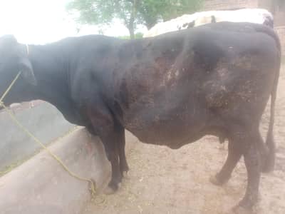 43 din ki crox hy 9 month ki sui hy sath vacha hy