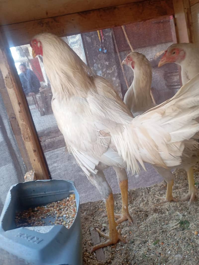 condition 10 by 10 0