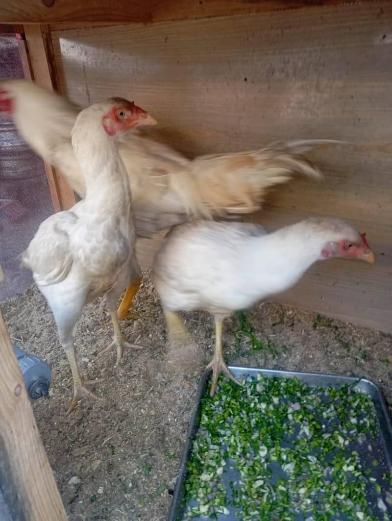 condition 10 by 10 1