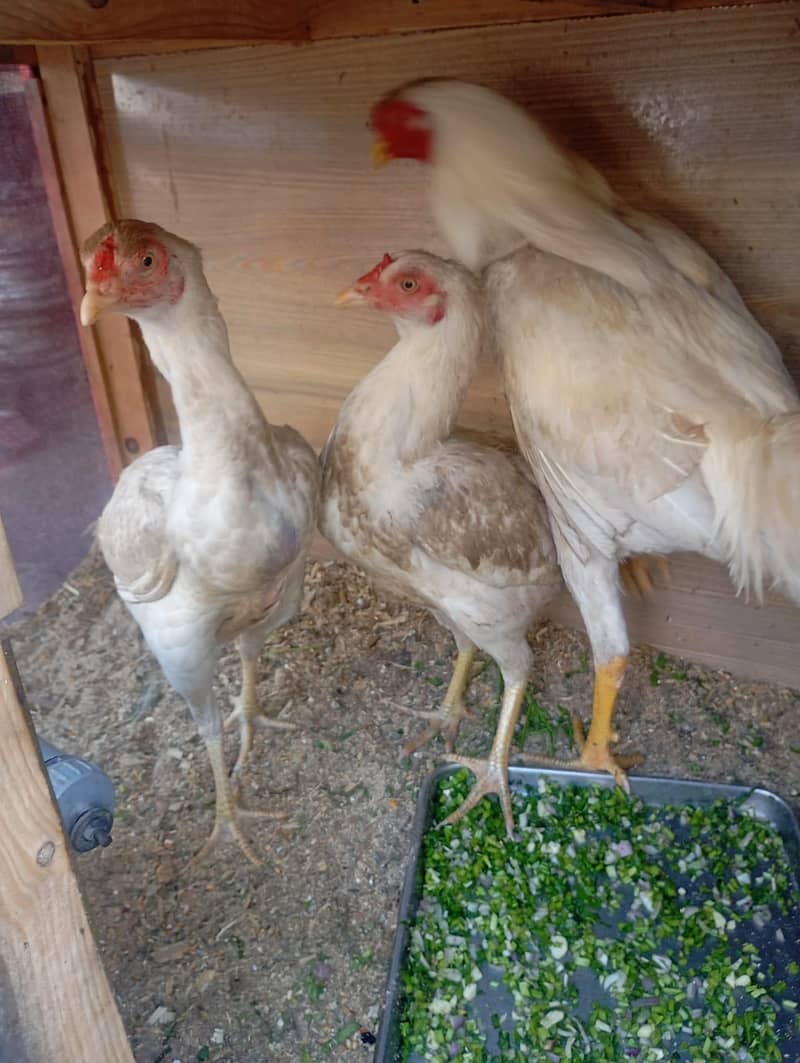 condition 10 by 10 2