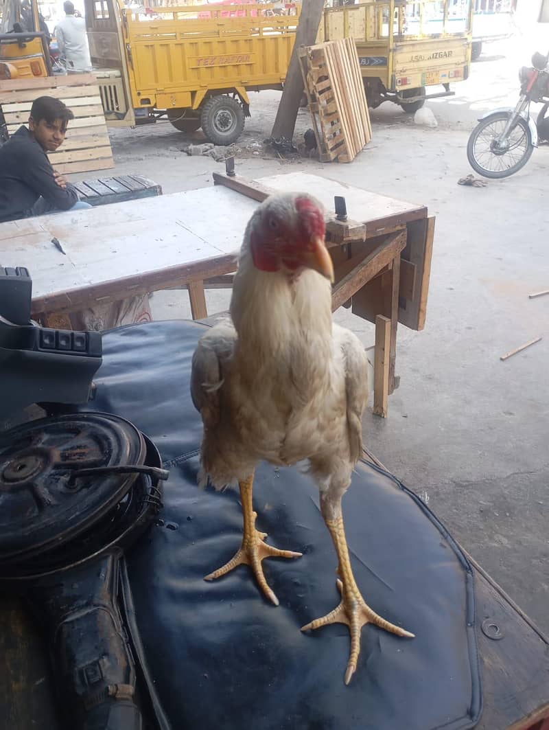 condition 10 by 10 3