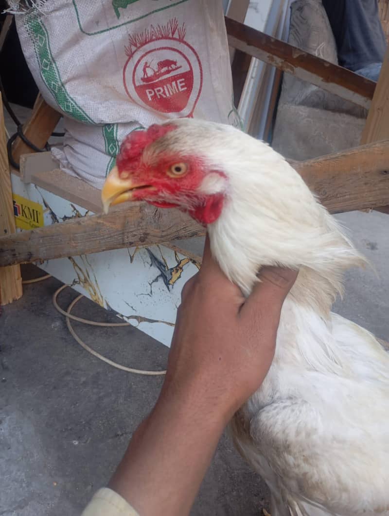 condition 10 by 10 4