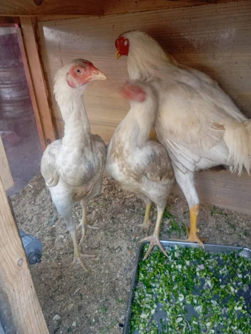 condition 10 by 10 5