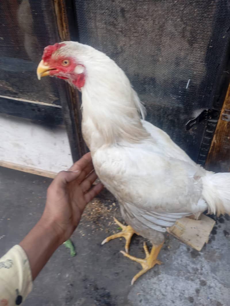 condition 10 by 10 6