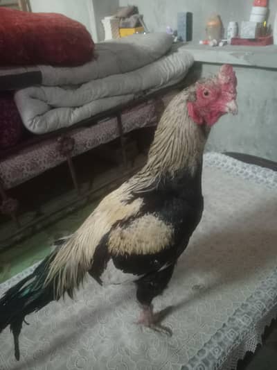 aseel murgha available