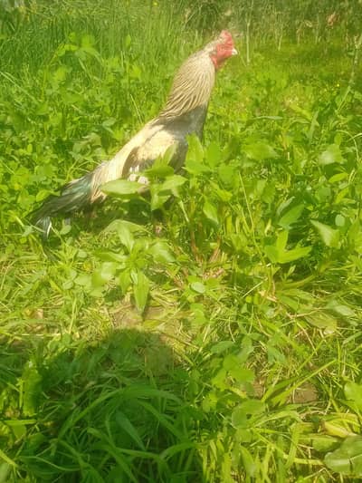 aseel murgha available