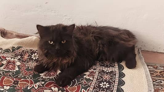 Persian Cat for Sale Elegant Black Long-Haired Beauty