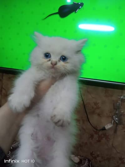 Percian Kitten For Sale