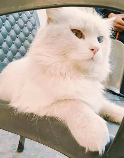 White Persian cat