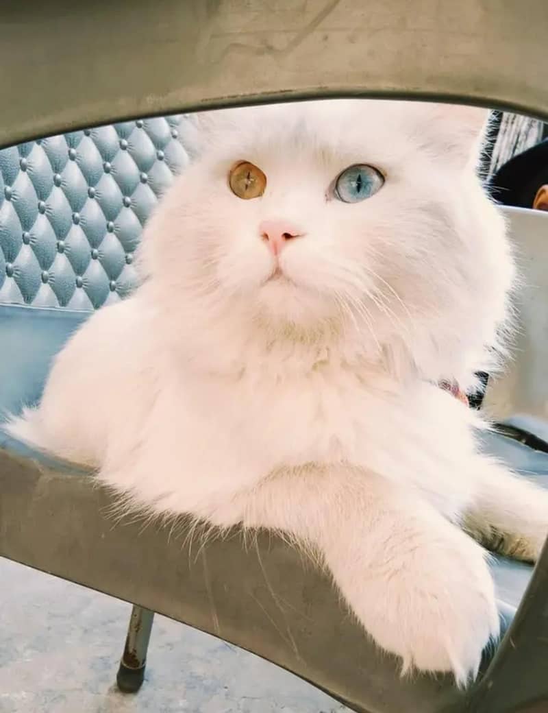 White Persian cat 1