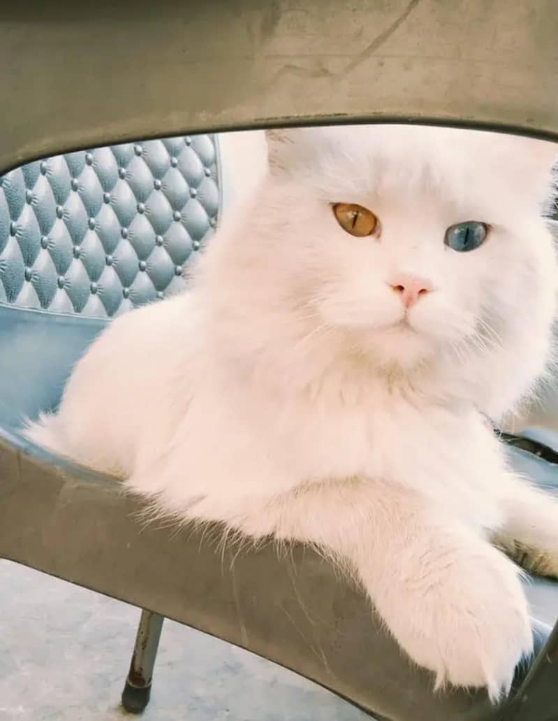 White Persian cat 2