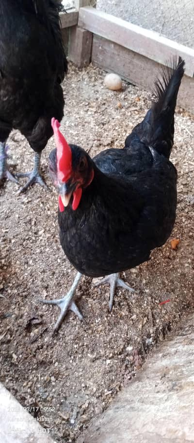 eggs laying hen Australorp or AK  misri hen