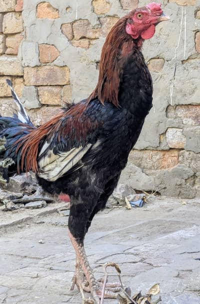 Aseel Murgha for Sale 