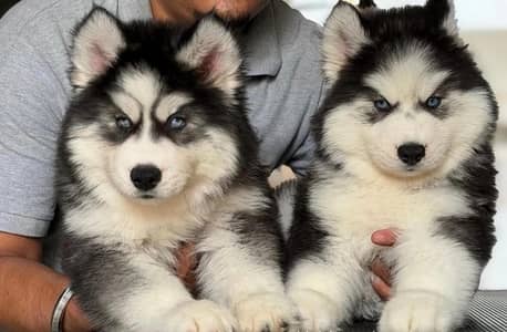 Siberian husky puppies 923145176416