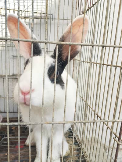 Healthy Black & White Rabbit for Sale – Cute & Active Pet