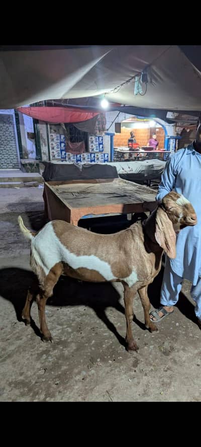 MAKHI CHEENA CROSS BAKRA