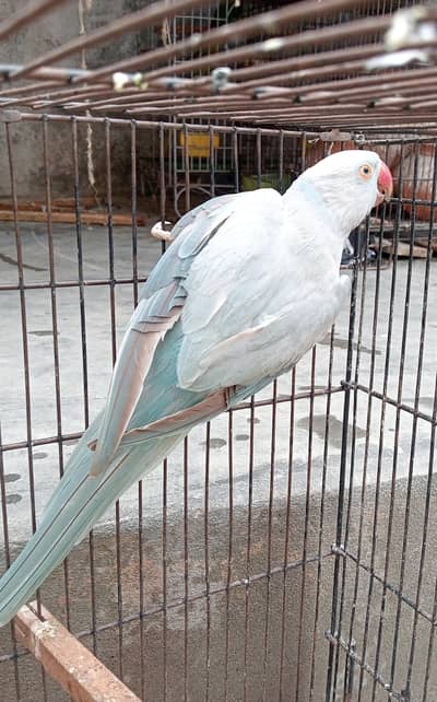 breedr female available