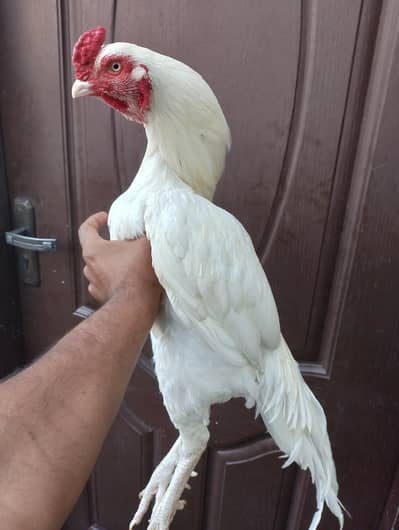 HIGH QUALITY HEERA MURGA