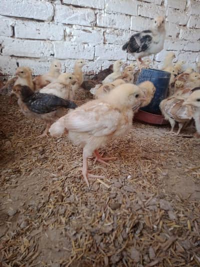 urgent sale pure dasi chick's  on sale