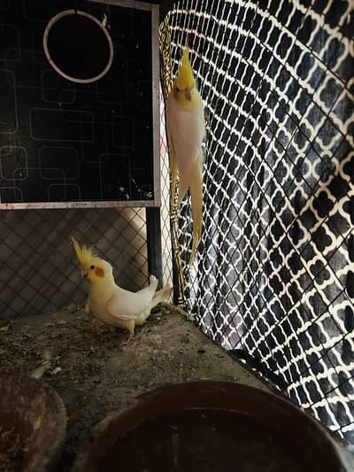 Common White cockatiel | Cockatiel