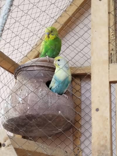 AUSTRALIAN parrot. Lucky pigeon peir & 3 portion cage for sale