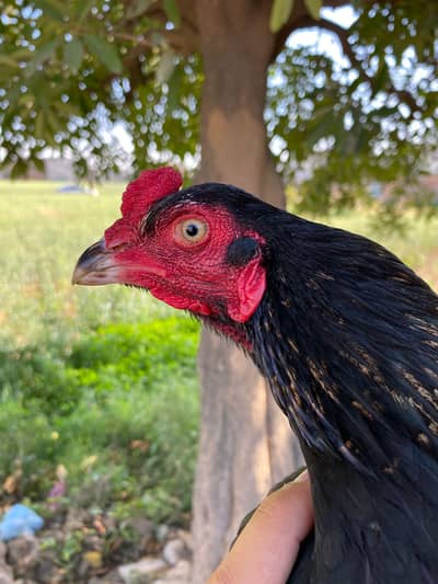 0317.968. 2115 mazboot jor ha lasani ma sa bana hwa ha