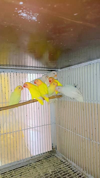love birds pathy for sale location Chak Jhumra Faisalabad 03217024214