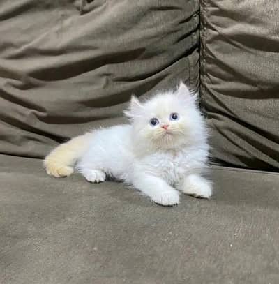 Persian cat for sale my WhatsApp number 0344-56-89-749