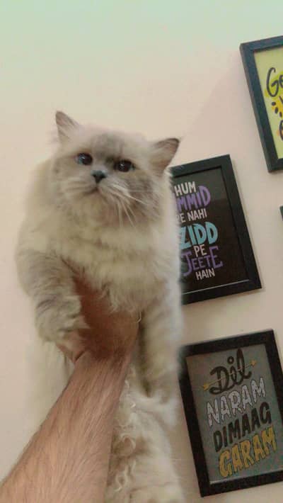Himaliyan x Persian Cat