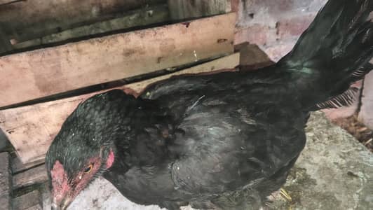 Pure Aseel Kurak hen for sale