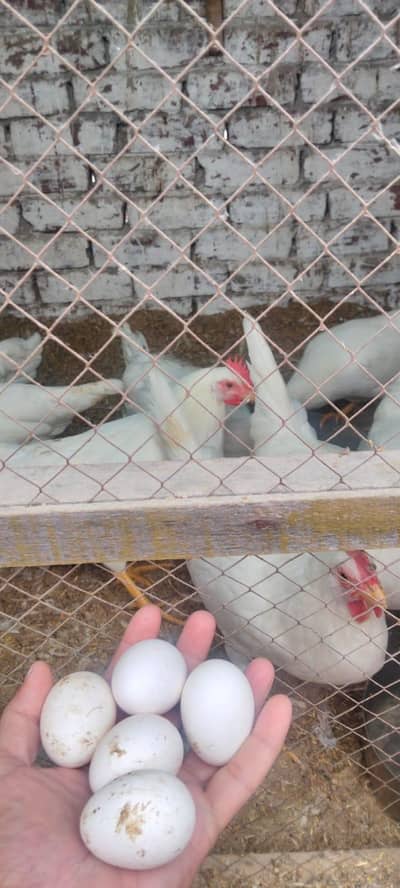 balailar murgia, anda da Rahi  piece 1300 ka