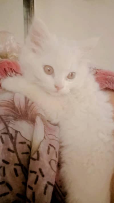 Persian baby cat trippall cot