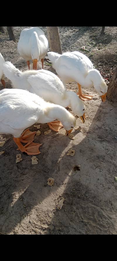 1 pair white color big duck