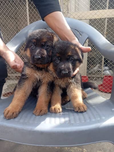 German Shepherd Pupps | German Shepherd Dog | Long Coat Pupps | GSD