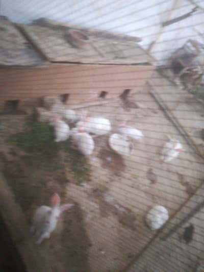 We give a deal in which 10 rabbits deffrent age