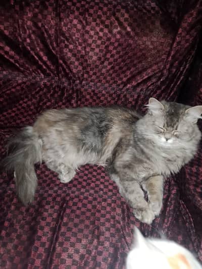 pair ha male female triple cord