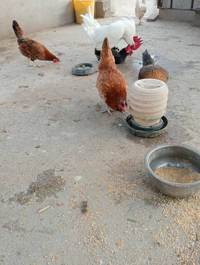 dasi hens egg laying