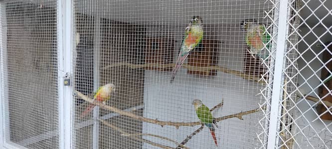 green chick conure yellow sided
