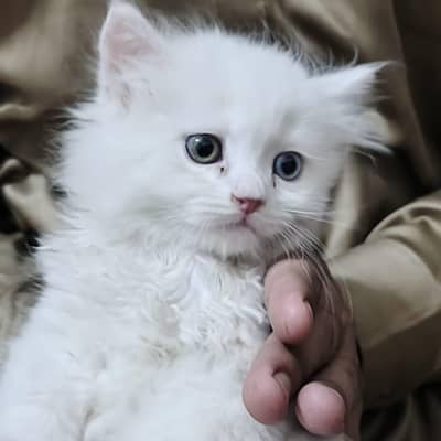 Low Price Persian Kitten for Sale