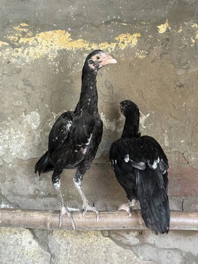 Mianwali Aseel pathe pair